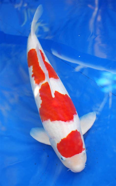 Kohaku Koi Fish